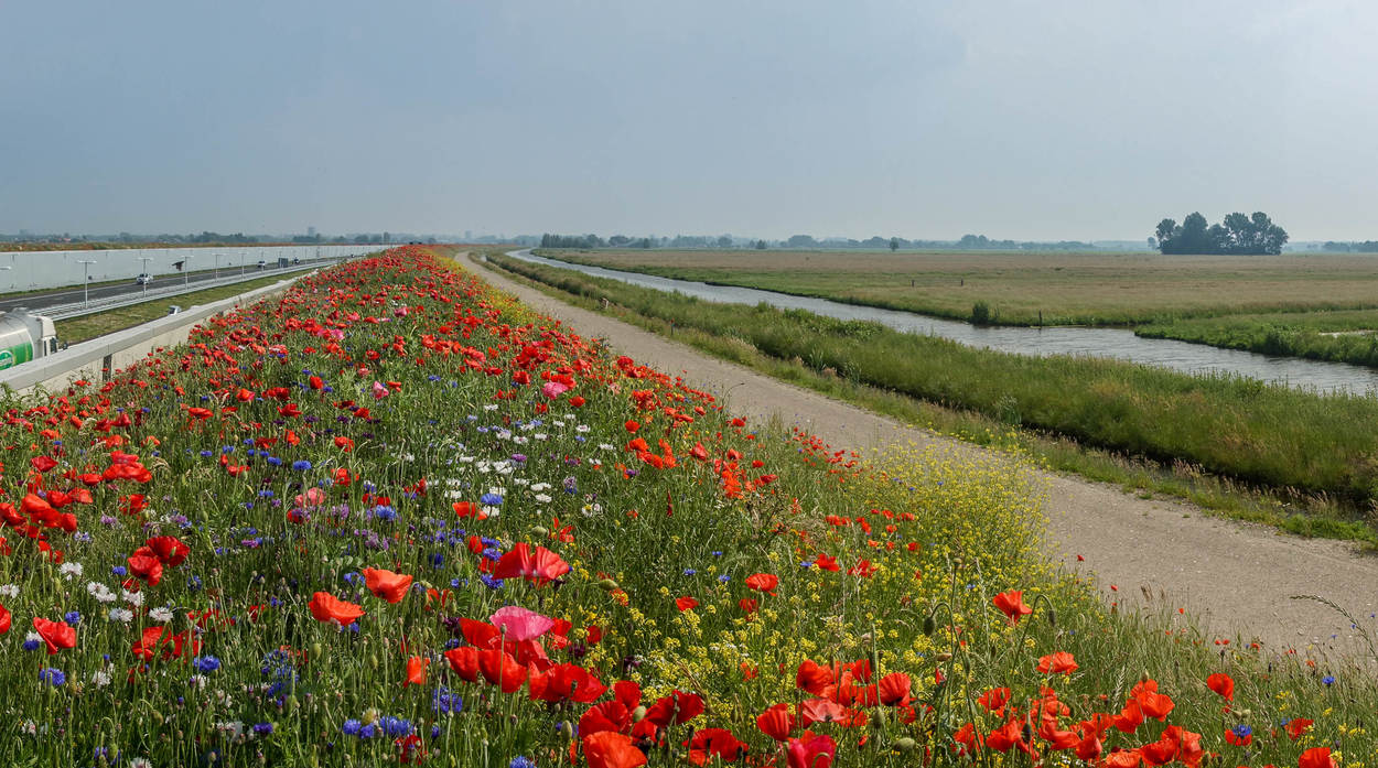 Honey highway A4 Schiedam-Delft