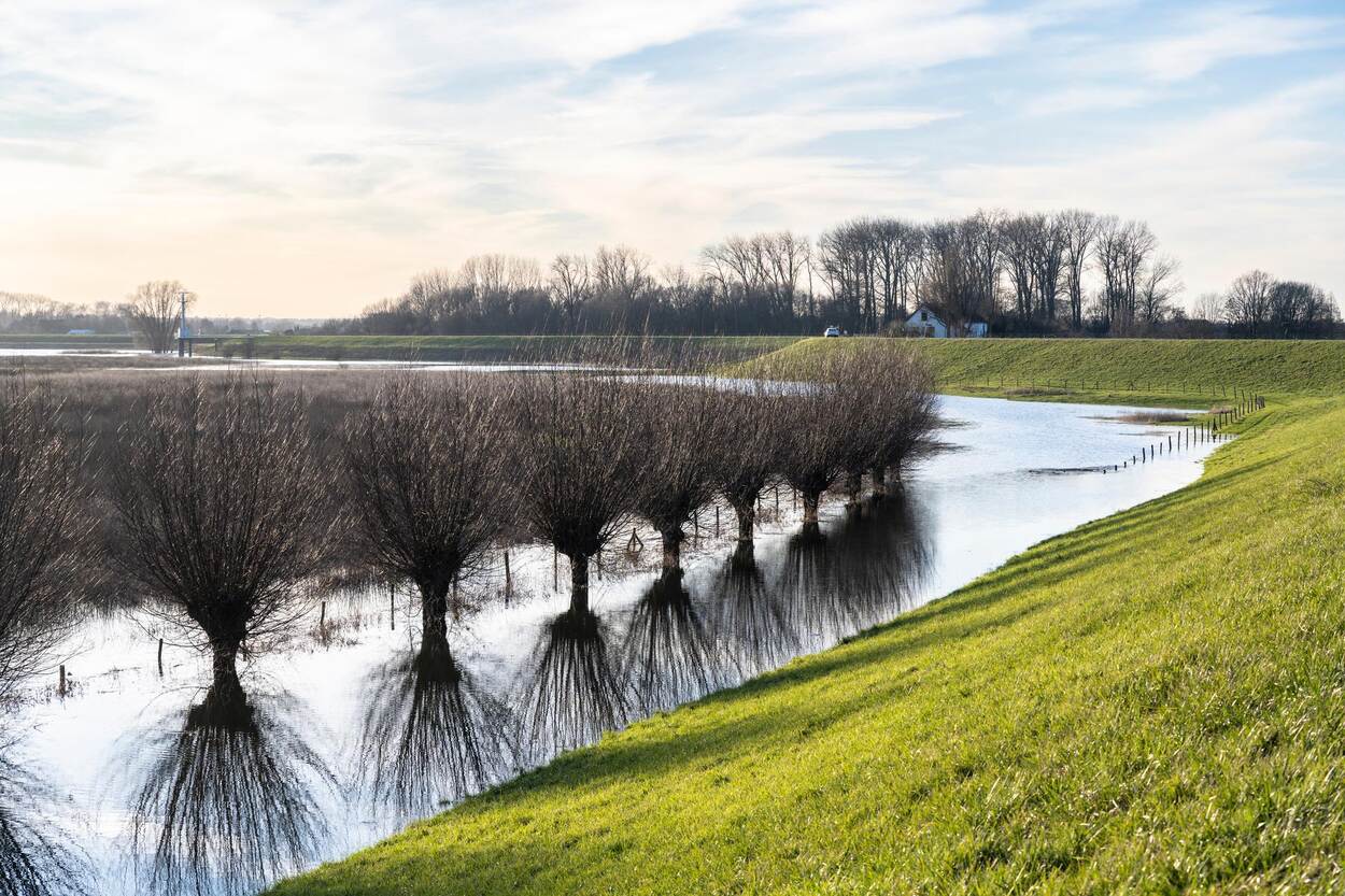 bomen in het water, gras