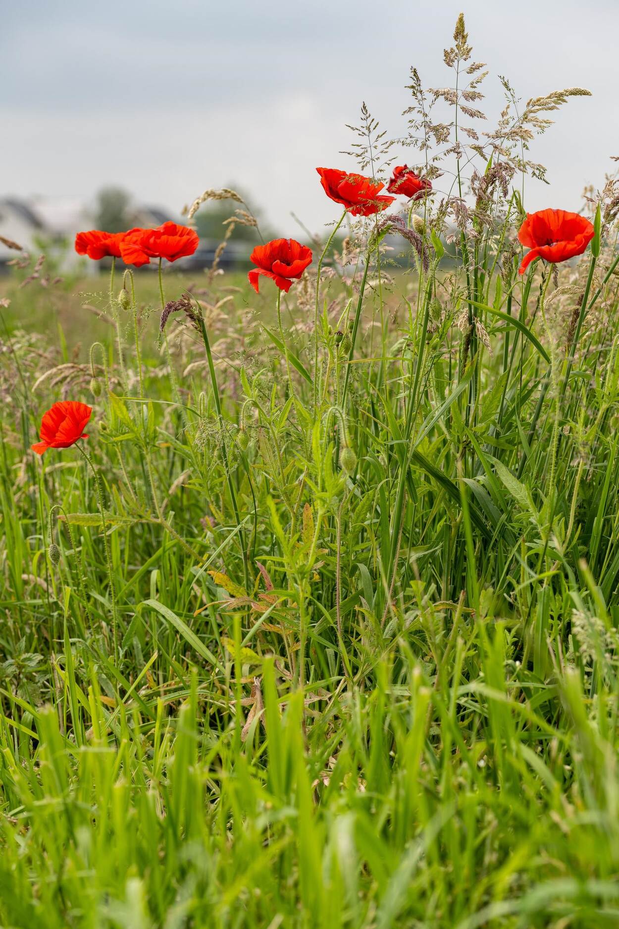 Veld met bloemen veehouderij