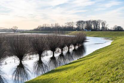 bomen in het water, gras