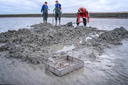 Monitoring PFAS Westerschelde