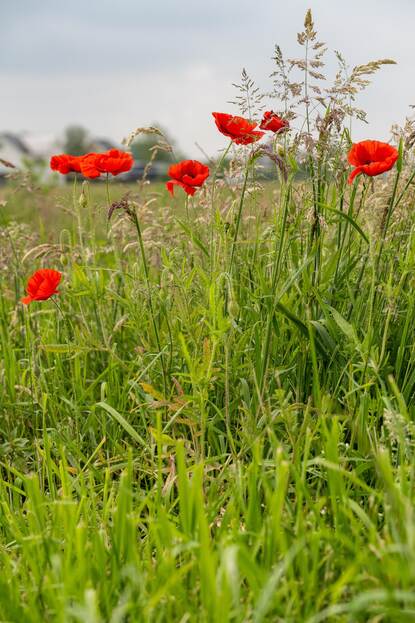 Veld met bloemen veehouderij